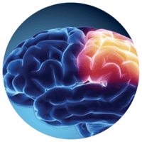 血液脳関門と神経フィラメント